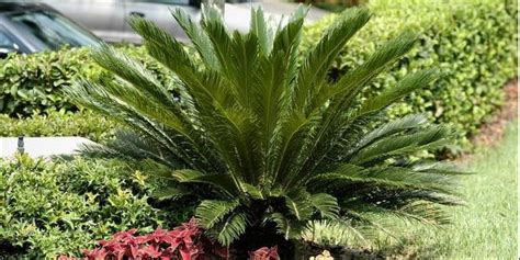 Bunga matahari biasanya berbunga ketika sudah mencapai usia lebih kurang dua bulan.benih yang kami jual 50hari sudah mula berbunga. Warna Alam Landscape Garden: 5 Tanaman Hias yang Paling ...