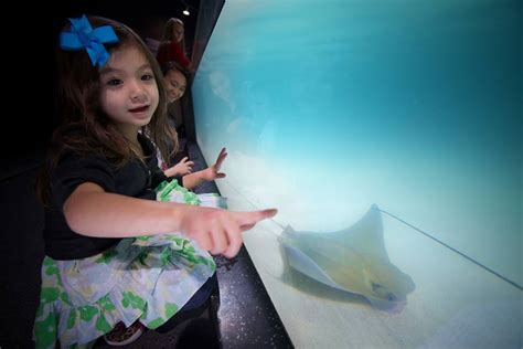 Down By The Chesapeake Bay 3 Cool Aquariums To Visit