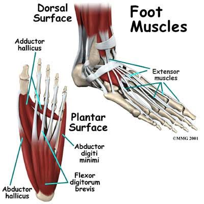 Learn more about the foot. The Pilates Studio's Blog: February 2012