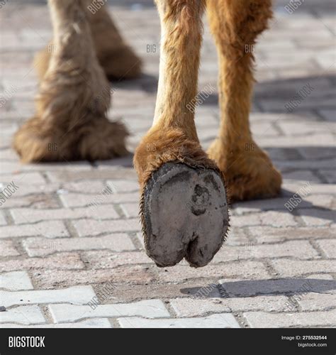 Hooves Camel Walking Image And Photo Free Trial Bigstock