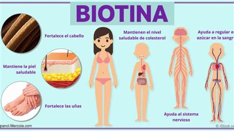 La Biotina También Conocida Como Vitamina H Es Un Nutriente