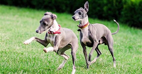 10 Of The Fastest Dog Breeds