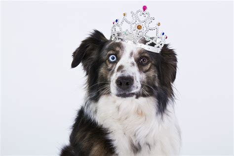 142 Best Regal Dog Names Of 2019 With Popularity Mefics