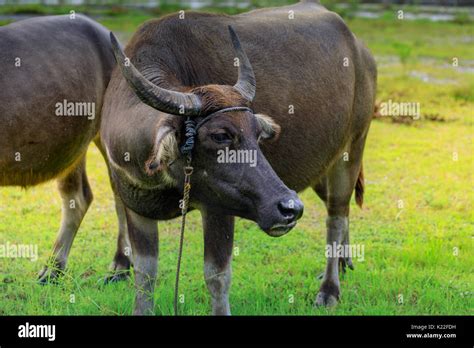 Carabao Or Water Buffalo Philippines Stock Photo Alamy