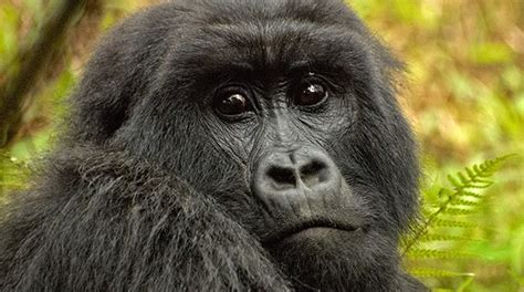 We did not find results for: Monos y Gorilas en peligro de extinción!! | Animales En ...