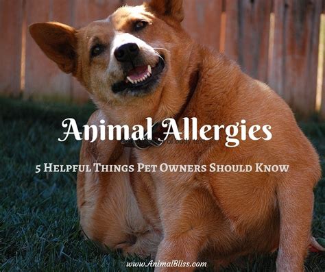 Animal Allergies 5 Helpful Things Pet Owners Should Know