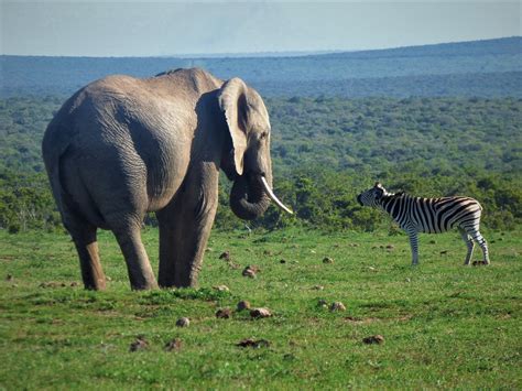 Zebra Elephant Africa Free Photo On Pixabay