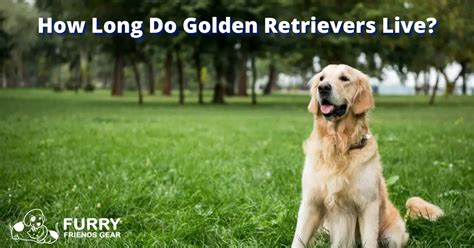 How Long Do Golden Retrievers Live 5 Eye Opening Facts