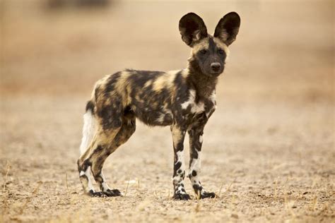 Fun Facts About African Animals The Wild Dog