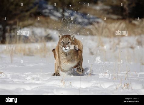 Mountain Lioncougar Felis Concolor Stock Photo Alamy