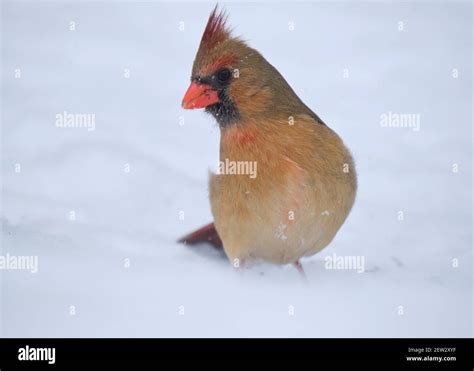 Northern Cardinal Female Sitting In Blowing Snow During A Winter Storm