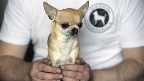 Chihuahua Myths Where Do I Find A Teacup Chihuahua