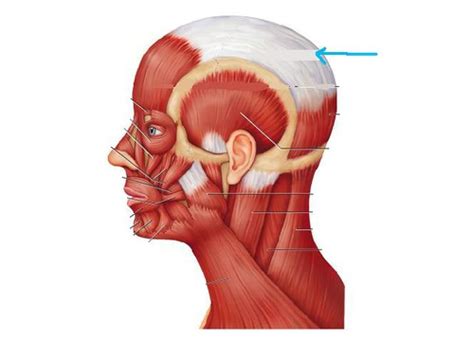 Muscular System Lab Practical Flashcards Quizlet