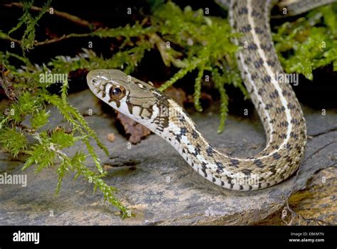 Checkered Garter Snake Thamnophis Marcianus Lying In Moss Stock