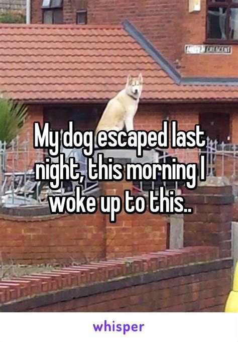 My Dog Escaped Last Night This Morning I Woke Up To This Funny