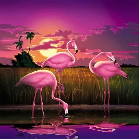 List 97 Pictures Images Of Pink Flamingos Superb