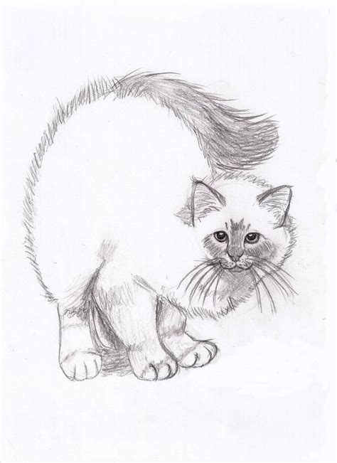 The Birman By Anmainka Cat Drawing Birman Cat Birman