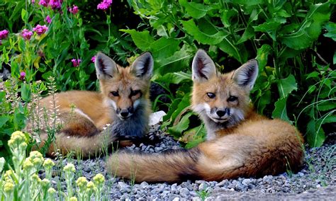 Vulpes Vulpes Canidae