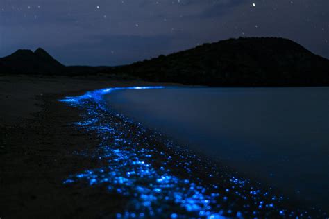 Bioluminiscencia 10 islas donde ver este fenómeno Coleccionistas de