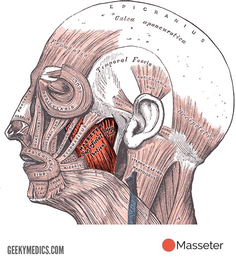 Muscles Of Mastication Anatomy Of The Head Geeky Medics