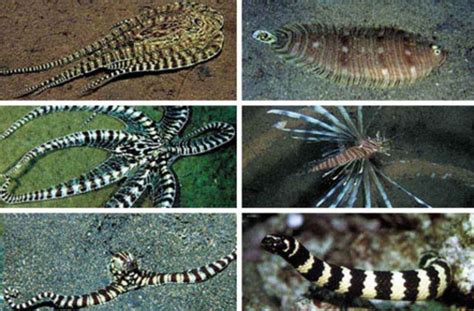 The Incredible Mimic Octopus Mimicking A Flat Fish Poisonous Lion Fish