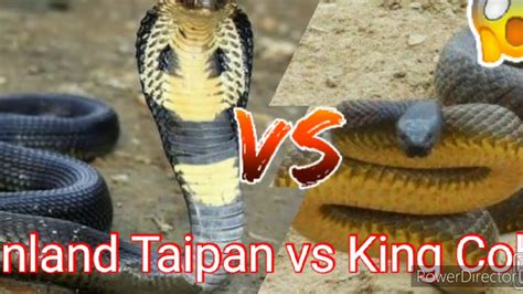Cobra Vs King Cobra Inland Taipan Vs King Cobra Youtube Both King