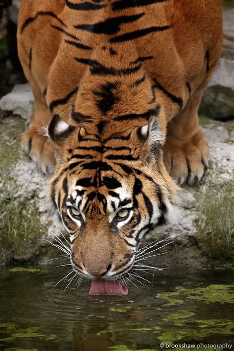 Brookshaw Photography — A Thirsty Sumatran Tiger At Chester Zoo