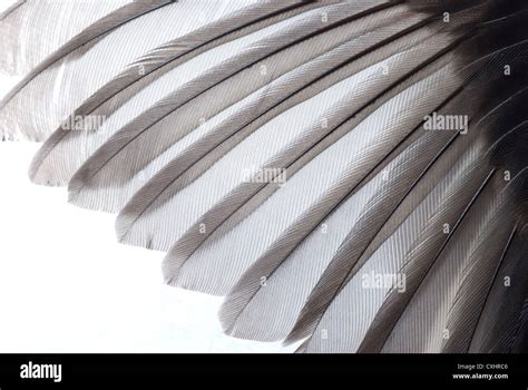 Bird Wing Texture Stock Photo Alamy