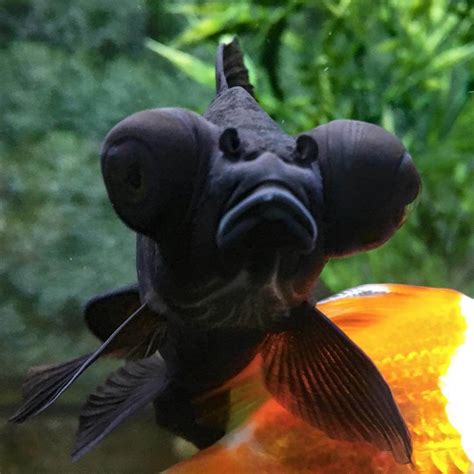 √ Black Pet Fish With Big Eyes Fischlexikon
