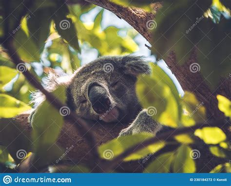 Koala Bear Sleeping In The Trees Stock Photo Image Of Animal Grey