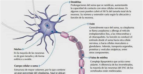 NeurofisiologÍa La Neurona