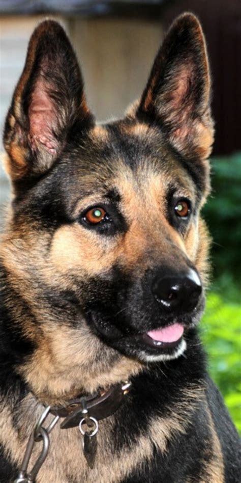 Top Smartest German Shepherds Dogs In The World Artofit
