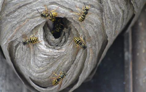 401 south mt juliet rd suite 645 mount juliet, tn 37122. How To Get Rid Of Yellow Jackets | Yellow Jacket ...