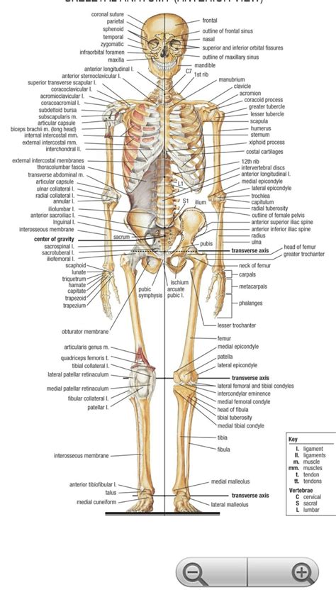 Anatomia Dos Ossos Anatomia Do Corpo Humano Anatomia Corpo Humano Images
