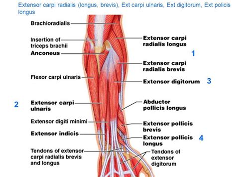 Ecrl Ecrb Anatomy Extensor Carpi Radialis Longus Posterior
