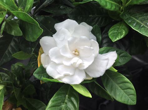 A Single Gardenia Blossom The Fragrance Is Incredible White Fragrant