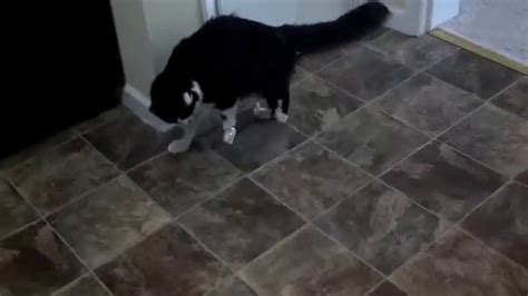 Tap Dancing Cat Youtube