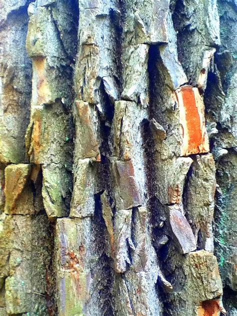 Tree Bark At Ricketts Glen Pa Tree Bark Wood Texture Glen