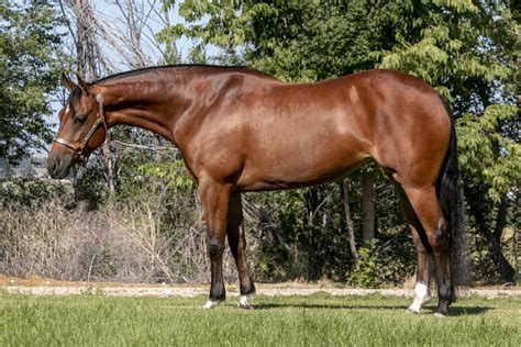 We are proud to announce the top gun horse sale fall round up! Mobsters Boomernic - Nathan Kent Performance Horses