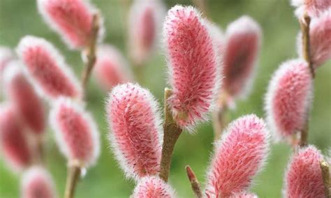 Up To 30 Off Salix Mount Aso Plant Groupon