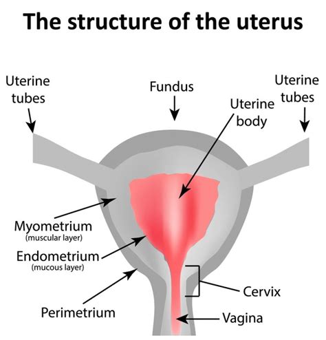 Endometrium Bloody Marvellous