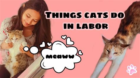 Signs Your Cat Is In Labor Know Your Cat Better Youtube