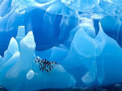 Penguins On A Beautiful Blue Iceberg Antarctica Colorful Places
