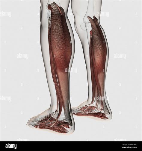 Male Anatomy Standing Hi Res Stock Photography And Images Alamy