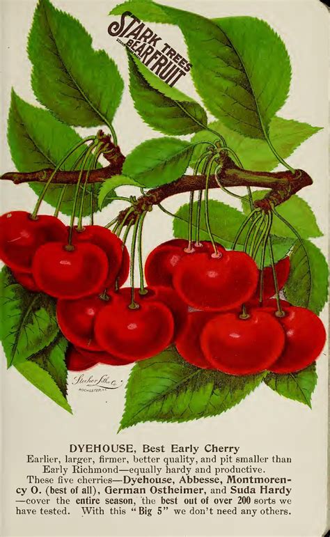 Stark Bros Nurseries And Orchards Co Stark Fruit Book15 Seeds