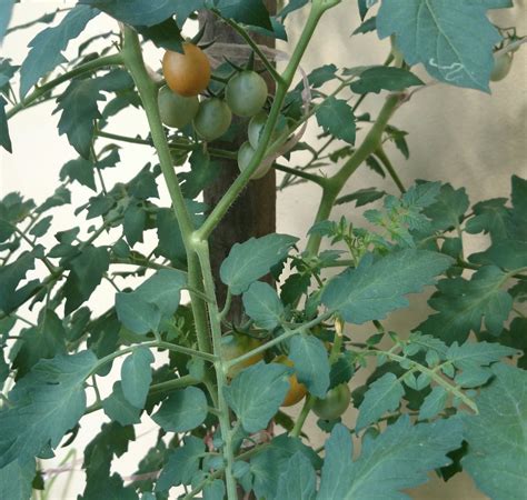 Tomat ceri adalah tomat berukuran kecil yang bisa tumbuh dengan cepat, matang lebih awal, dan tuang media tanam ke dalam pot. PANDUAN MENANAM POKOK TOMATO CERI ANGGUR DALAM PASU ...