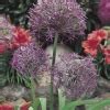 Allium Purple Sensation De Vroomen Garden Products Landscape