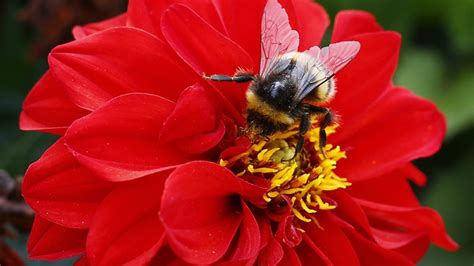 It is widely used for many purposes and since it is easy to grow makes one of the best plants for gardens targeting honeybees. Plants Use Flowers to Hear the Buzz of Animals - The Atlantic
