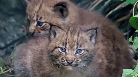 Two Adorable Lynx Kittens Born At Newquay Zoo Itv News West Country