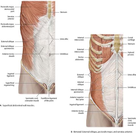 Abdomen anatomy mcqs  a total of 138 mcqs that cover the anatomy of abdomen region 4. Abdominal Wall - Atlas of Anatomy
